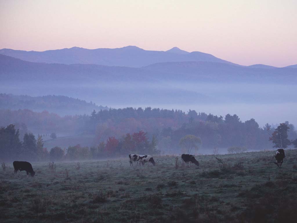 Morning fog