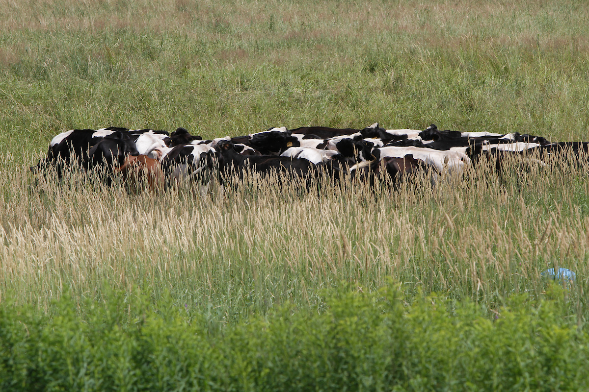 Cows